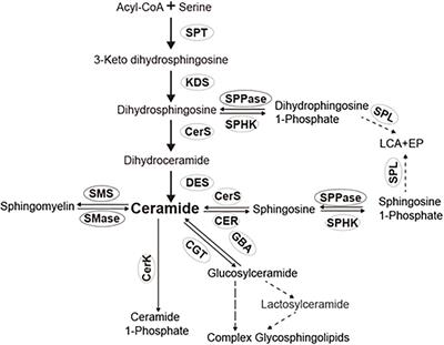 Neutral Ceramidase Is Required for the Reproduction of Brown Planthopper, Nilaparvata lugens (Stål)